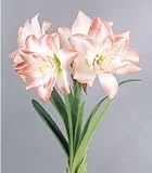 Amaryllis - Double - Blossom Peacock Fall Flower Bulb
