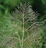 Herb Fennel Bronze OG 100 Seeds per Packet