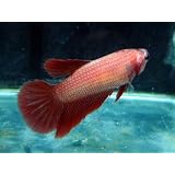 ベタ　スーパーデルタ　メス赤系【こだわりの生体をお届けします　名生園】