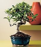 LOUSBONSAINURSERY INDOOR FICUS RETUSA BONSAI TREE