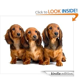 Official Guide to Potty Training and House Training your Dog