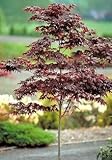 IMAGE OF Bloodgood Japanese Maple Tree Two Gallon
