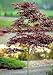 Bloodgood Japanese Maple Tree Two Gallon