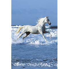 Empire 267771 Pferde - Langrish, Beach - Plakat Tier Poster Druck - 61 x 91.5 cm