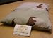 Buckwheat Pillows - Japanese Certified Organic & Kosher Roasted - Camo Look -Twin Size (11 x 15) - Fits Perfectly in a Pillowcase