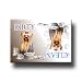 terrier38 - Yorkshire Terrier Dishwasher Magnet