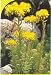 Sedum reflexum, 24 Pflanzen