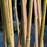 Bamboo - Himalayacalamus falconeri