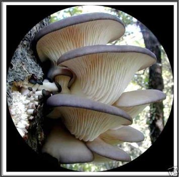 Blue Oyster Mushroom Mycelium Plug Spawn - 100 Count - Grow Gourmet Mushrooms At Home! Blue Oyster Mushroom Mycelium Plug Spawn - 100 Count - Grow Gourmet Mushrooms At Home!