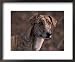Magyar Agar / Hungarian Greyhound Animals Framed Art Poster Print by Adriano Bacchella, 22x18