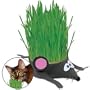 Grow Your Own Kitty Grass