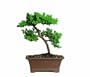 Brussel's Green Mound Juniper Bonsai