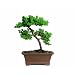 Brussel's Green Mound Juniper Bonsai