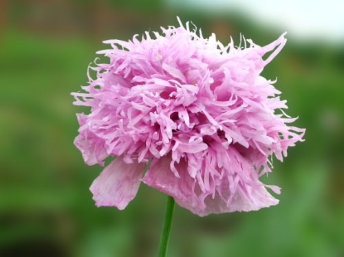 50 Poppy Flower Seeds. Lavender Feathery Poppies. One Stop Poppy Shoppe Brand.