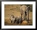 Baby Elephants, Loxodonta Africana, Playing at Wallow in Addo Elephant National Park,...