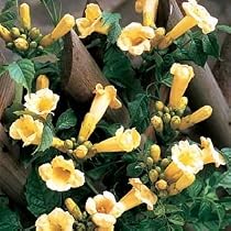 Yellow Trumpet Vine Plant - Campsis - SALE*