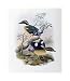 Bengal Pitta - John Gould Art Print Poster - 17.25 x 20 Image