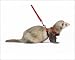 Photographic Prints of LA-6715 Ferret - sable colouration - in studio wearing harness a lead from Ar