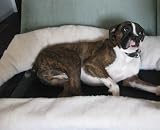 SleePee-Time Dog Bed - Large