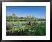 Lily Pads and Small Palms in Annaburroo Billabong at Mary River Crossing Between Darwin and Kakadu Framed Art Poster Print by Robert Francis, 31x25