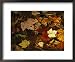 Array of Autumn Maple Leaves and Pine Needles Float in a Creek National Geographic Collection Framed Art Poster Print by Raymond Gehman, 22x18