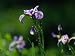 Close-up of Blue Flag Irises National Geographic Collection Photographic Poster Print by Raymond Gehman, 56x42