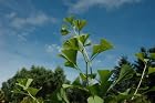 Ginkgo Biloba Tschi Tschi - Dwarf Ginkgo Tree - Pot Size #1 Gal.