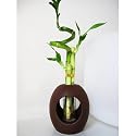 9GreenBox - Live Spiral 3 Style Lucky Bamboo Plant Arrangement with Ceramic Vase Brown