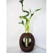 9GreenBox - Live Spiral 3 Style Lucky Bamboo Plant Arrangement with Ceramic Vase Brown