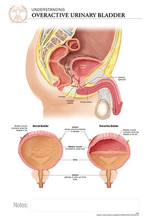 urinary bladder