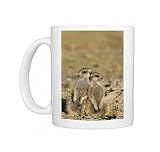 Photo Mugs of TD-1472 Suricate / Meerkat - two different aged young on lookout at the edge of from Ardea Wildlife Pets