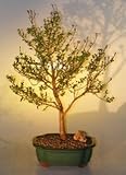 IMAGE OF Bonsai Boy's Flowering Myrtle Bonsai Tree myrtus communis