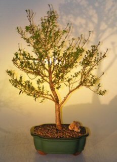 Bonsai Boy's Flowering Myrtle Bonsai Tree myrtus communis