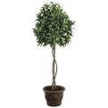 Ball-Shaped Bay Leaf Topiary in Pot - 4.5'