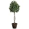 Ball-Shaped Bay Leaf Topiary in Pot - 4.5'