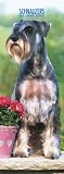 Schnauzers (International) 2008 Slimline