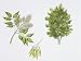 Manna Ash (Fraxinus Ornus) Flower, Leaf and Seeds, Illustration Photographic Poster Print, 18x24