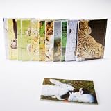 Mini Animal Jigsaw Puzzles