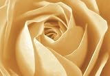Roses - Rosen Cream - Plakat Poster Bilder