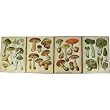 Set of 4 Vintage Style Decorative Mushroom Illustration Wall Plaques