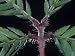 Branch Attachment Details of the Sensitive Plant, Mimosa Pudica Photographic Poster Print by Jerome Wexler, 16x12