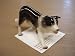 Hagen Renaker Border Collie Figurine