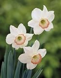 Click for more about Unwins Bulbs - Daffodil Miniature Elizabeth Ann 8 prepacked bulb(s) - Unwins.