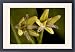 Framed Prints of ROG-12156 Red mangrove in flower from Ardea Wildlife Pets
