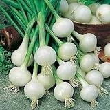 珍珠白玉ねぎ　40粒