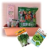 プランターで種から野菜作り：コマツナとミツバ