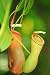 Nepenthes - 36