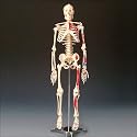 Painted and Numbered Big Tim Skeleton Model CMS65