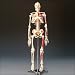 Painted and Numbered Big Tim Skeleton Model CMS65