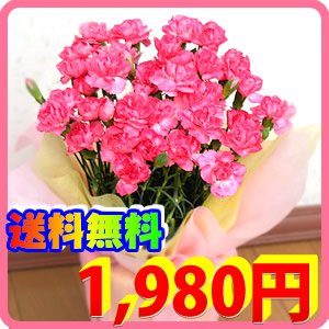 【送料無料】【母の日ギフト】カーネーション ピンク ５号鉢植え 【5/5~5/10の間にお届け】